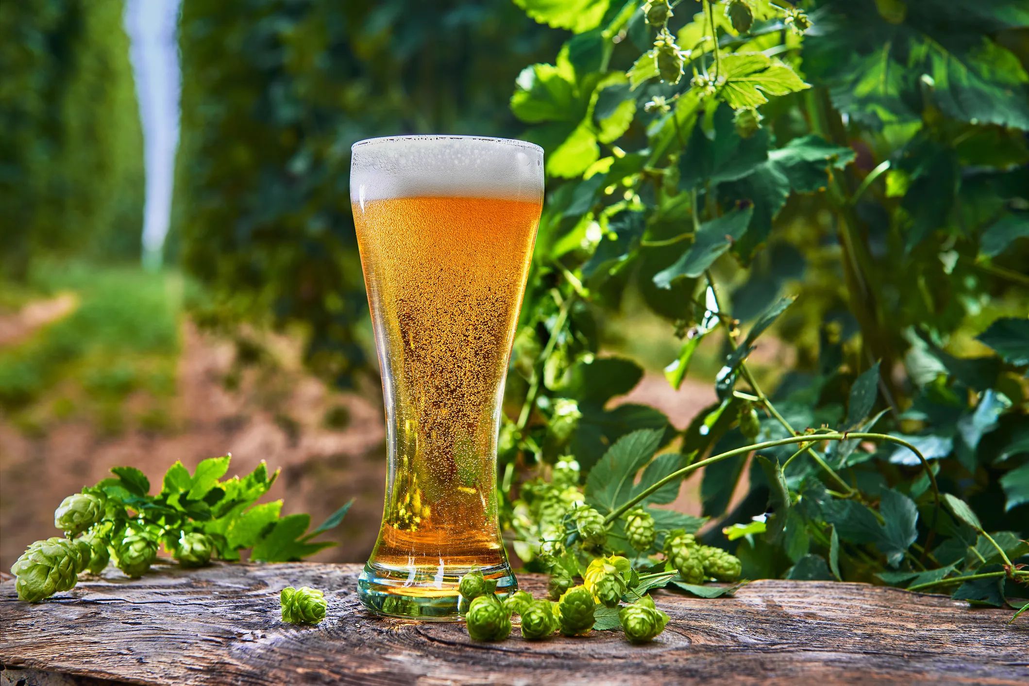 セゾンとはどのようなビール？魅力やおすすめ商品、美味しく飲む方法を紹介！