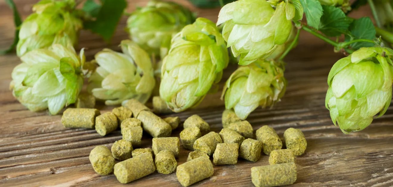 ホップってなに?ビールの美味しい苦味のヒミツとは?!