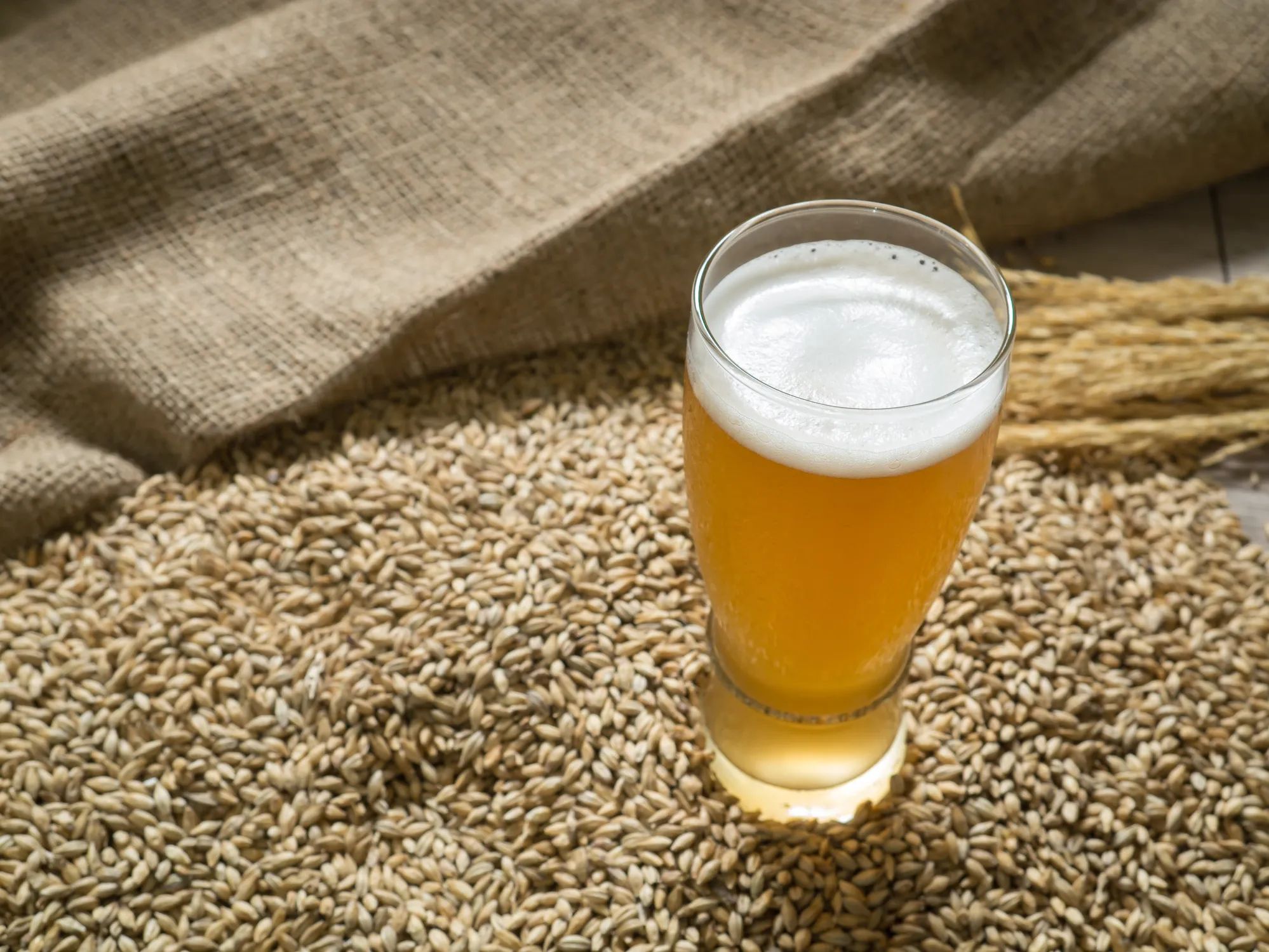 ビールの原料の「麦」について解説！大麦と小麦の違いは？