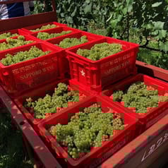 テロワール体験セット 白