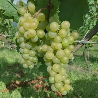 安曇野池田シャルドネ ブラン・ド・ブラン