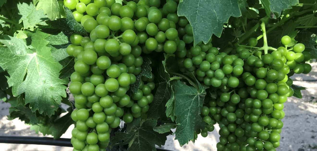 アロマティックな白ワインがお好きな方にオススメするホッピン定番ビールのご紹介