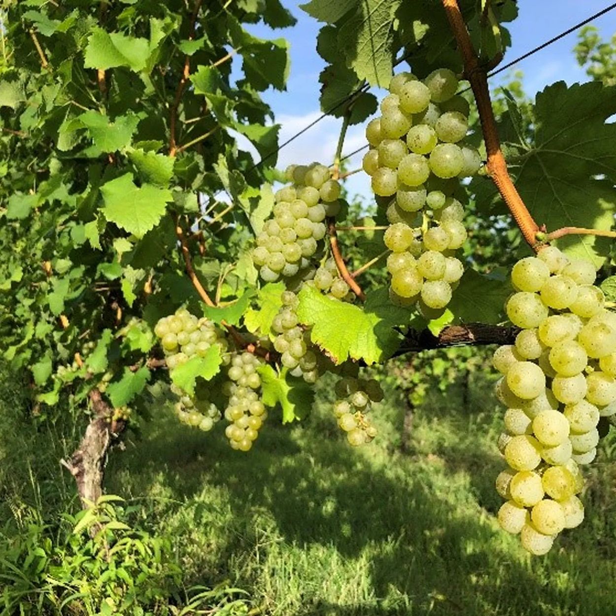 テロワール体験セット 白