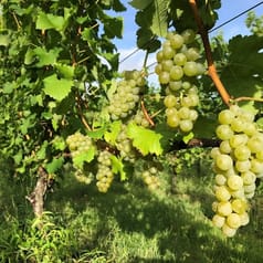 テロワール体験セット 白